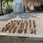 Lobster Mini Season – Too Short?